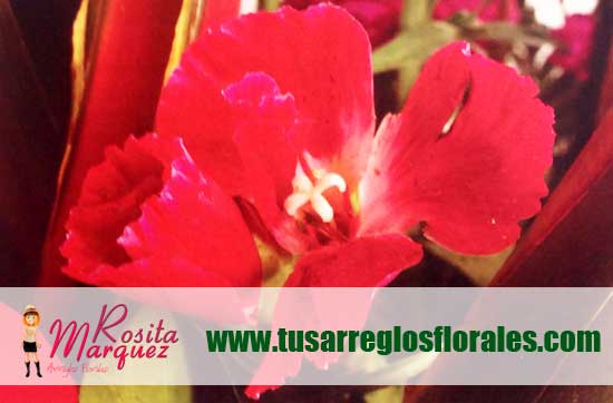 Aprende-diseno-floral-con-orquideas-godetias-fucsia-gerberas-detalle02