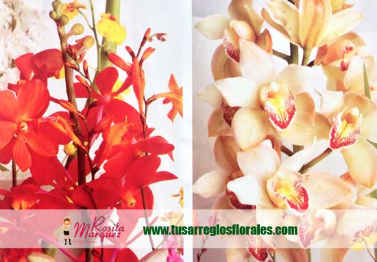 Lindas-orquideas-para-decoracion-de-eventos