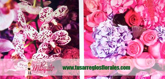 orquideas-fucsia-rosas