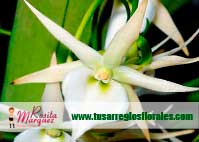 Arreglo-floral-Angraecum-orquidea