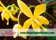 Arreglo-orquidea-Spathoglottis