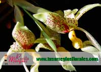 Stanhopea-Arreglos-florales