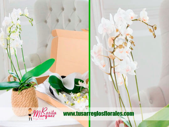 cajas-arreglos-florales-disenos